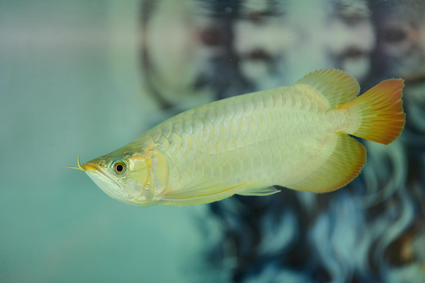 Silver Arowana