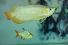 Silver Arowana