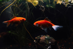 Red Ryukin