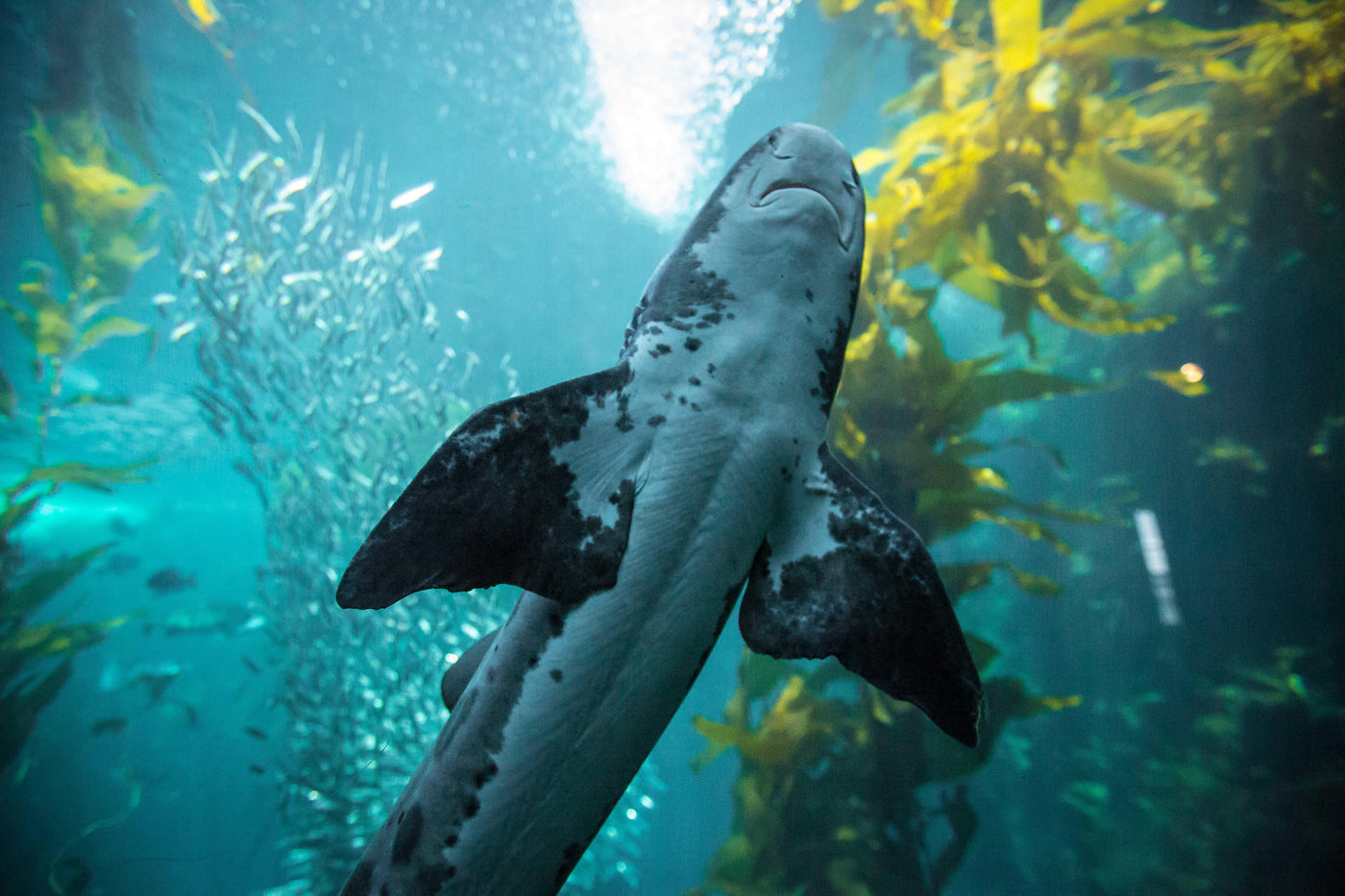 Bamboo Shark Sand Shark