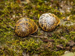 Assorted Apple Snail