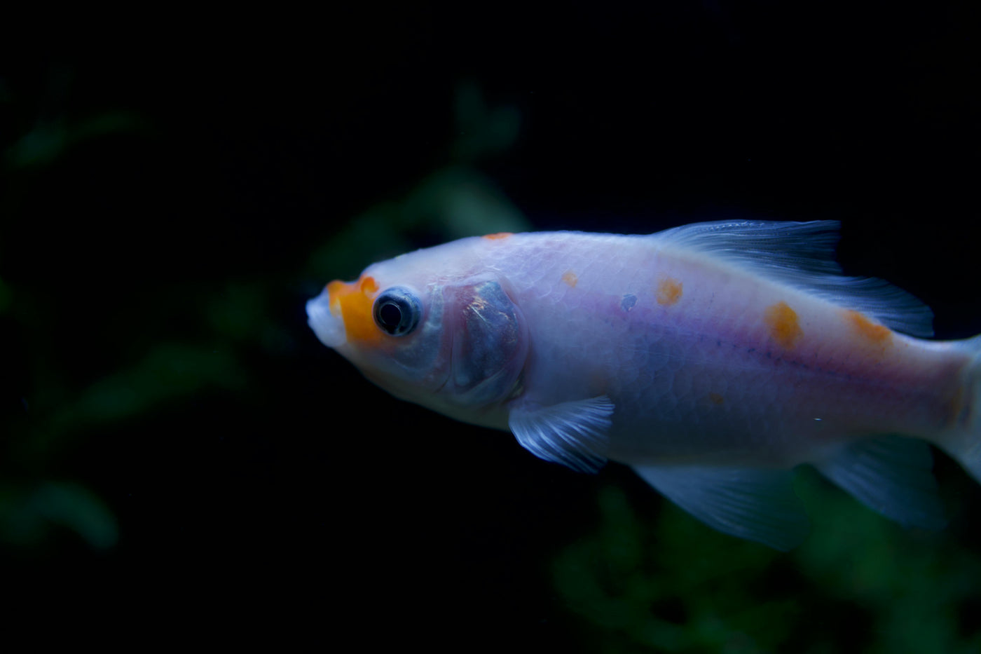 Pseudotropseus Pindani Albino