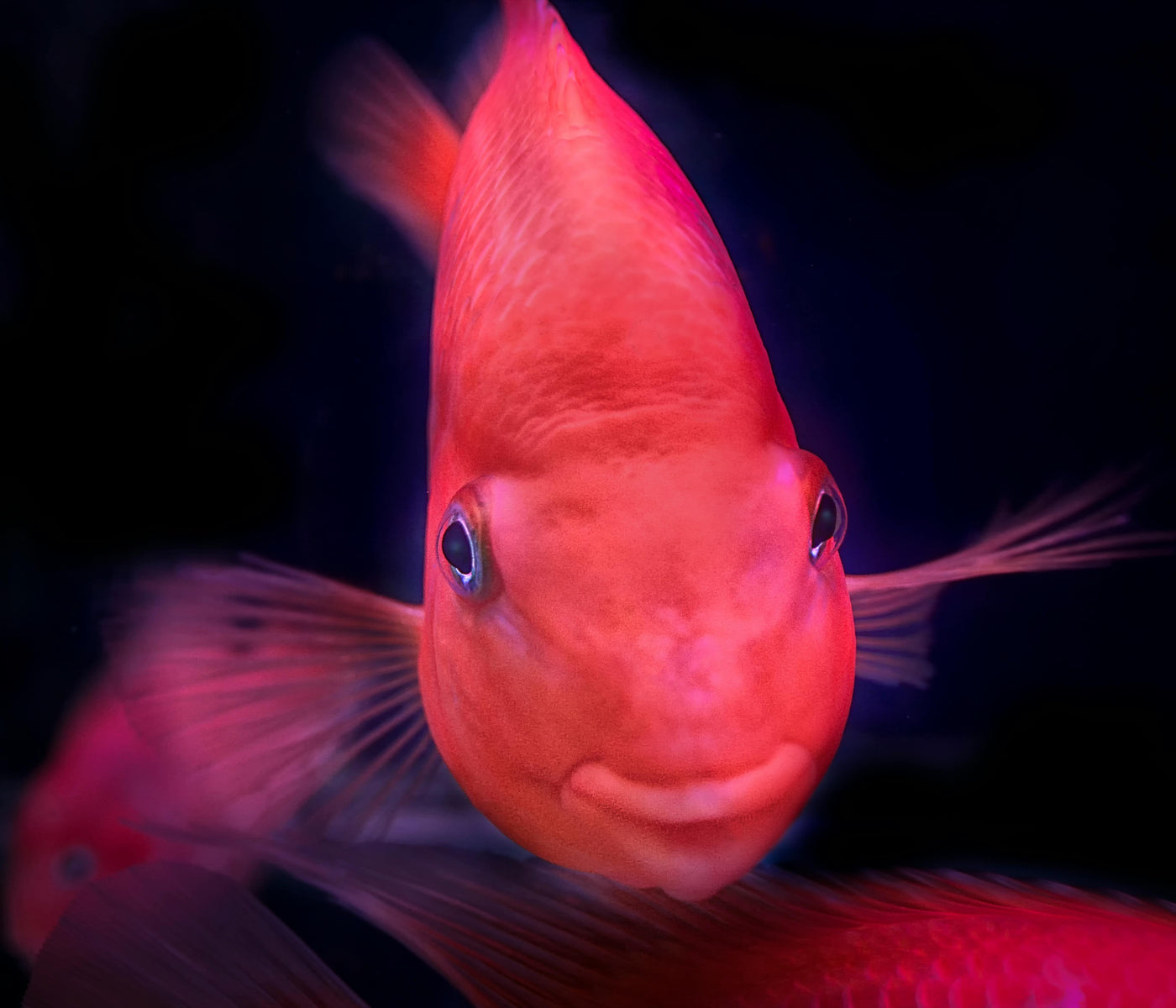 Red Pigeon Blood Discus