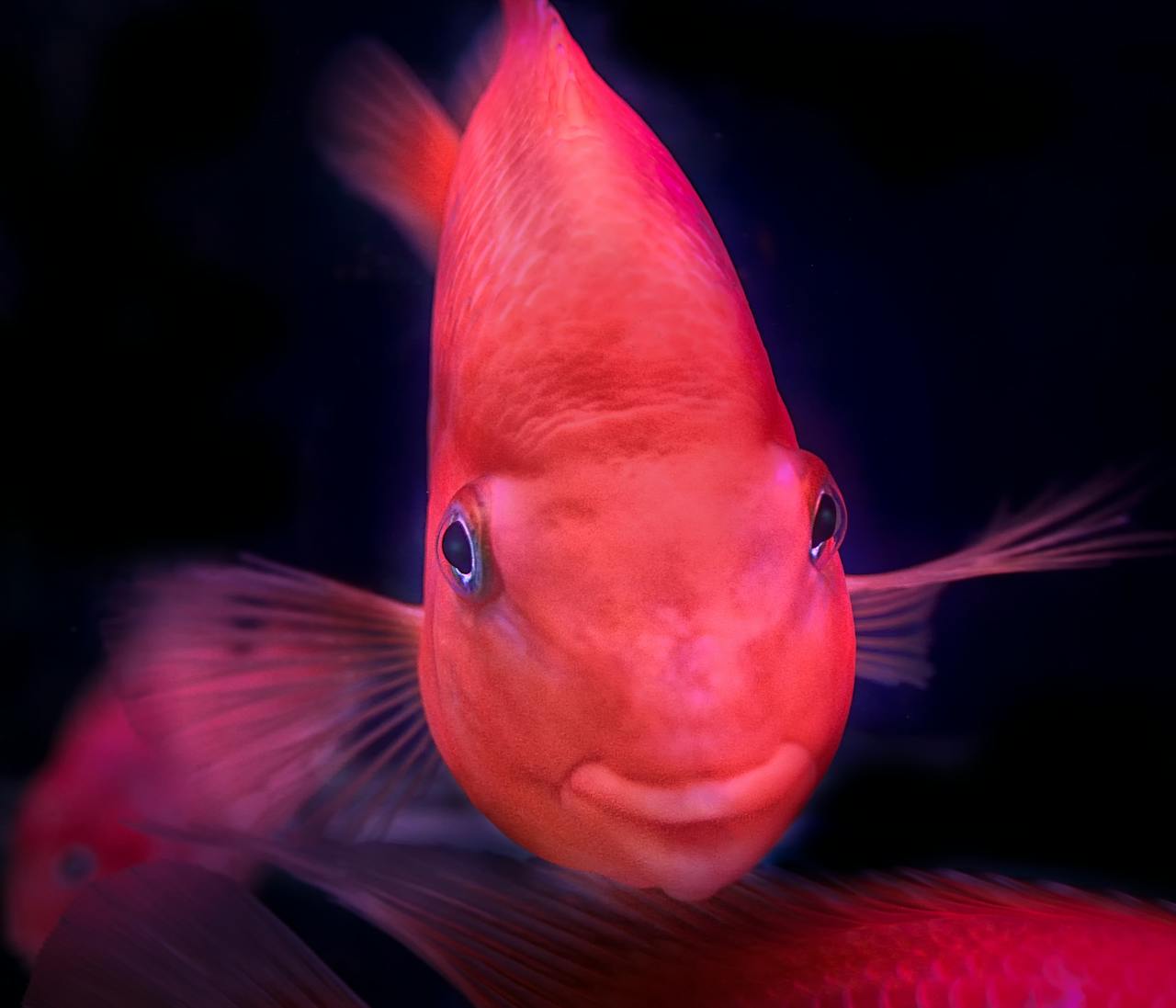 Platy Red Balloon