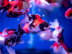 Red & Black Oranda