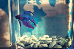 Purple Cobalt Blue