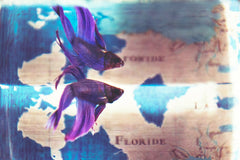 Purple Cobalt Blue