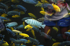 White Tail Acei