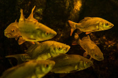 Platy Golden Speckled