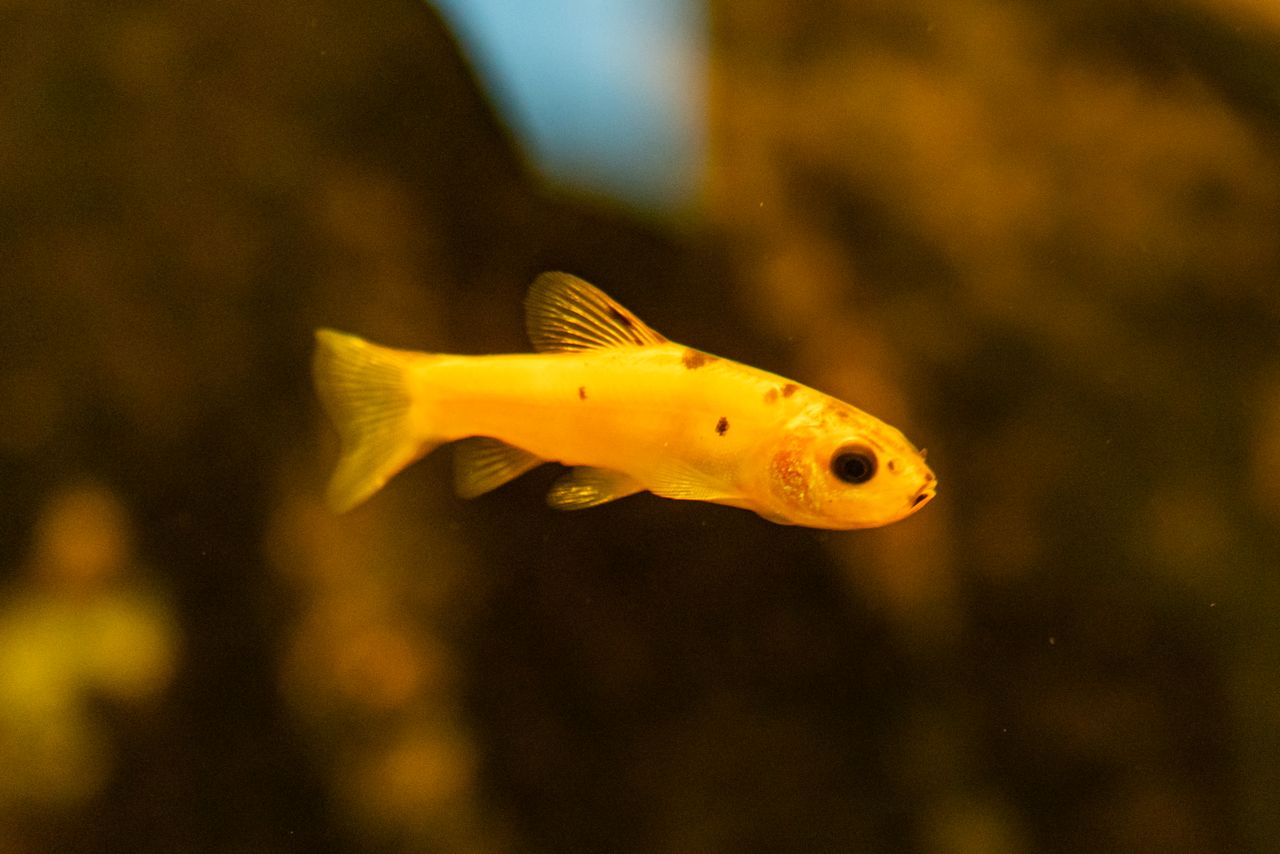 Platy Golden Speckled