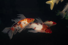Yamato Long Fin Koi / Butterfly Koi