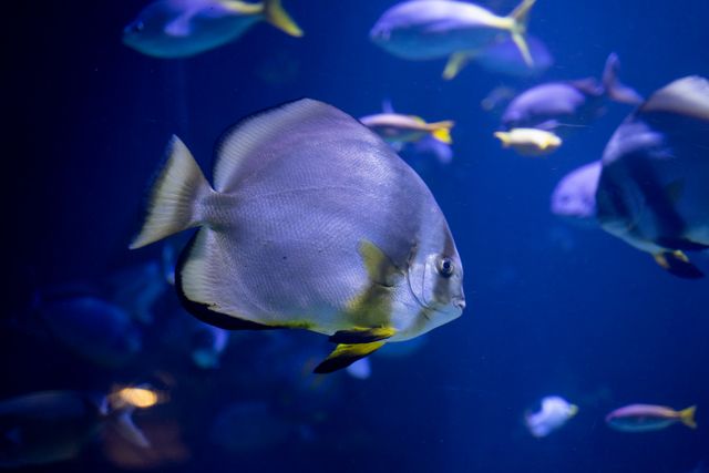 White Discus