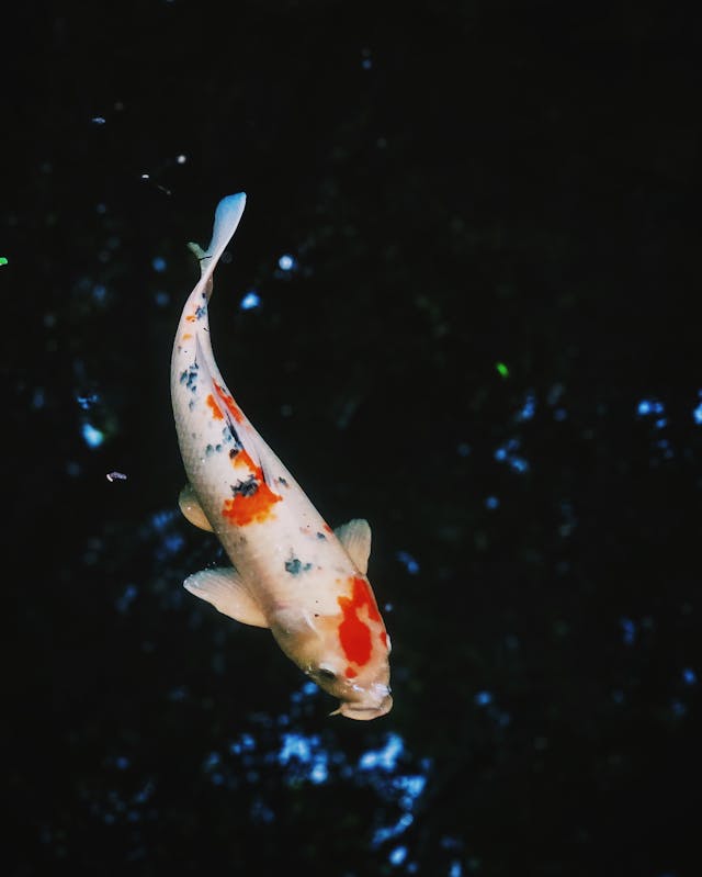 White Platinum Long Fin Koi - 5"