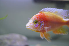 Albino Red Oscar