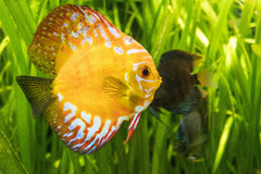 Siam Gold Discus