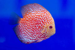 Pigeon Blood Line Discus