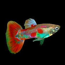 Pigeon Blood Guppy Male