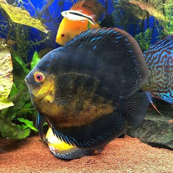 Pigeon Pearl Discus
