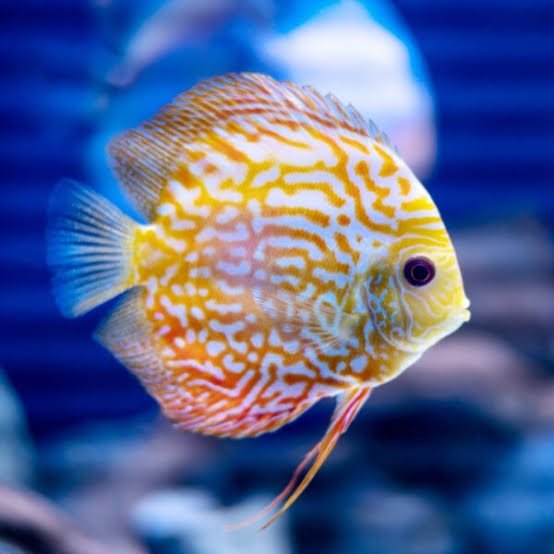 Pigeon Snake Discus