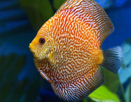 Pigeon Snake Skin Discus