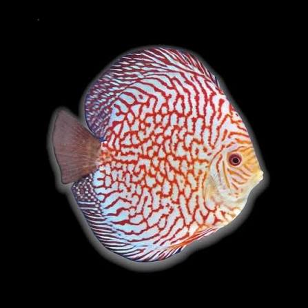 Pigeon Tiger Discus