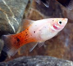 Pineapple Candy Crescent Platy