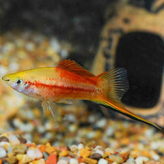 Pineapple Candy Wag Swordtail