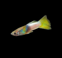 Guppy Female Bumble Bee