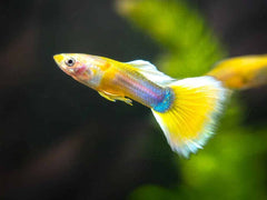 Guppy Yellow