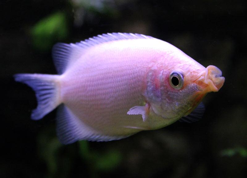 Pink Kissing Gourami
