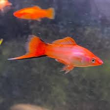 Pink Twin Bar Swordtail