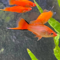 Pink Twin Bar Swordtail