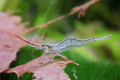 Pinnochio Shrimp
