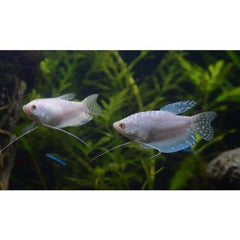 Platinum Gourami