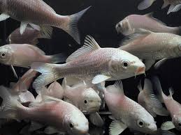 Platinum Ogon Koi 3-4"