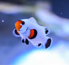 Platinum Percula Clownfish Tank Raised - Medium