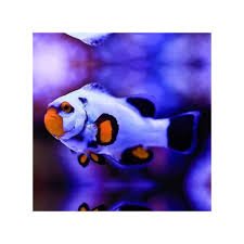 Platinum Percula Clownfish Tank Raised - Medium