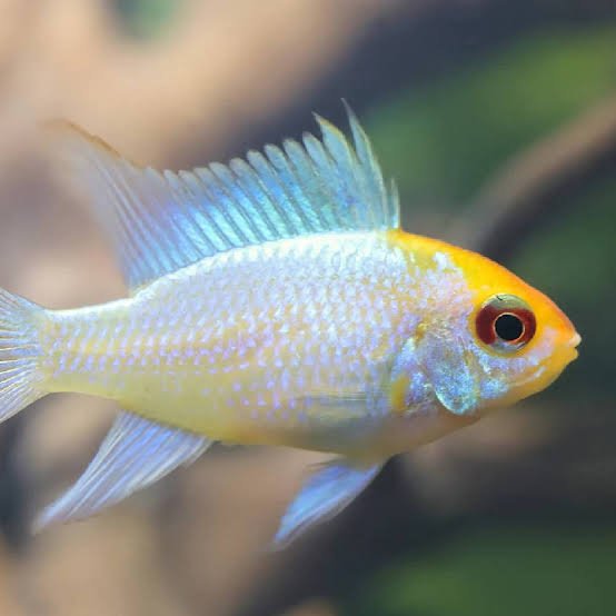 Platinum Ramirezi
