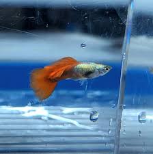 Platinum Redtail Guppy Male
