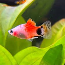 Platy Apple Micky Mouse