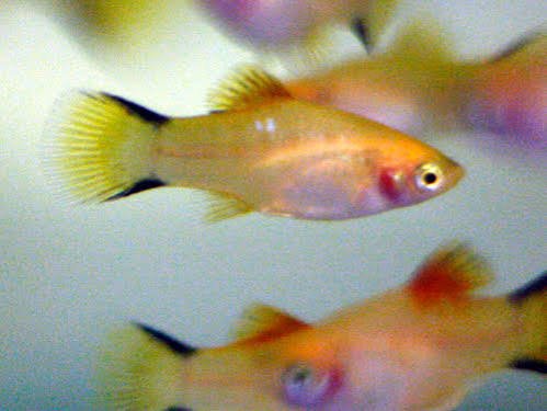 Platy Golden Comet