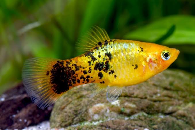 Platy Golden Speckled