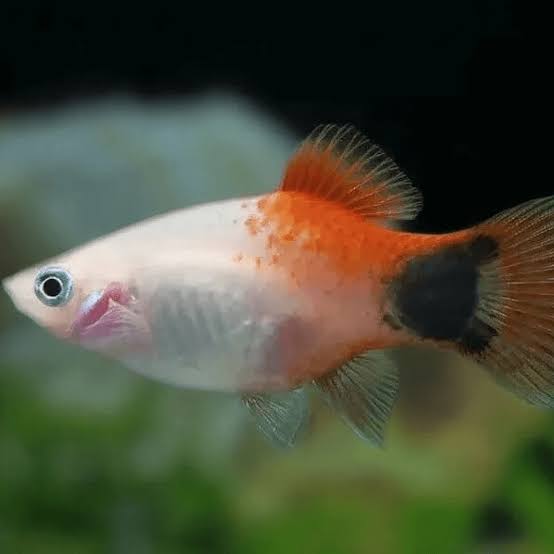 Platy Pinapple Micky Mouse