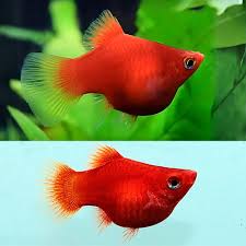Platy Red Balloon