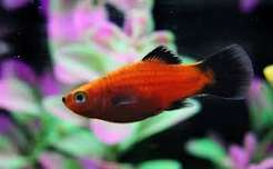 Platy Red Wag Tail