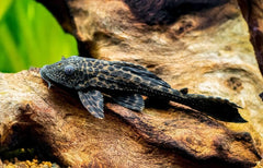 Plecostomus