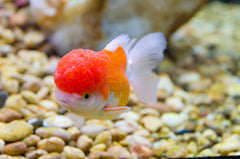 Red Lionhead Goldfish