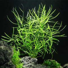 Pogostemon Stellatus Plant Bunched