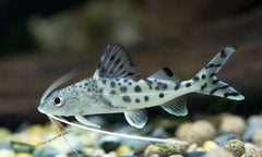 Polka Dot Pictus Catfish