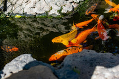 Pond Comet Goldfish